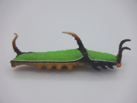 Cyrestis thyodamas rups
