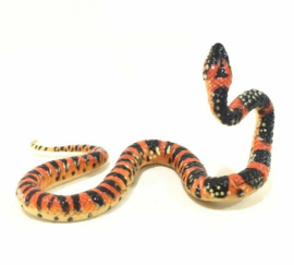 Ryukyu Odd-tooth Snake or Tricolor banded snake 165