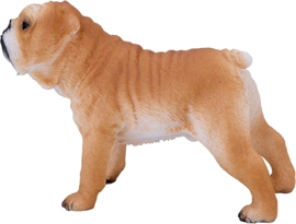 Engelse Bulldog - Mojo 381053