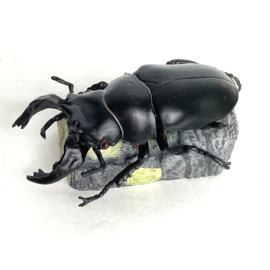 African great stag beetle