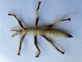 Stick insect