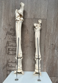Paard onderbeen  anatomisch model