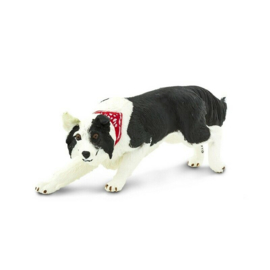 Border Collie S254529