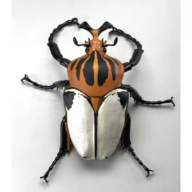 Goliath kever  Goliathus casicus