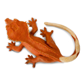 Crested Gecko  S100344