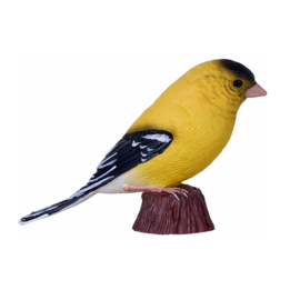 American goldfinch Mojo 381111