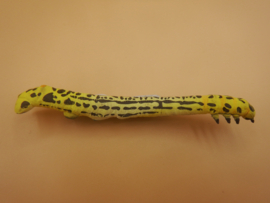 Cystidia truncangulata