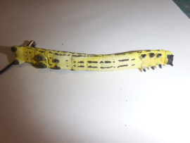 Cystidia truncangulata