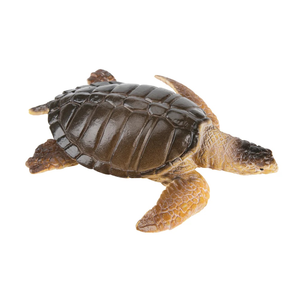 Warana or Pacific ridley sea turtle  Toymany