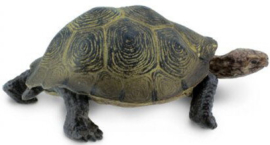 Desert Tortoise S295329