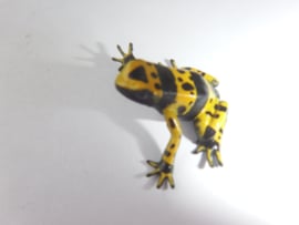 Bijengifkikker  Dendrobates leucomelas  Yujin