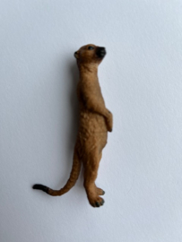 Meerkat