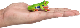 Red eyed tree frog Mojo 387299