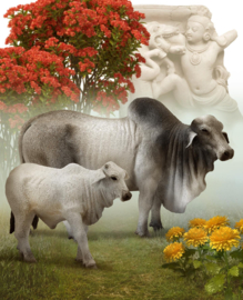 Brahman  bovine  CollectA 88580