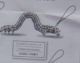 Cystidia truncangulata