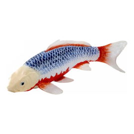 Koi karper Asagi (blue-red)  Mojö 381100