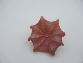 Flapjack octopus Kaiyodo