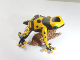 yellow-banded poison dart frog