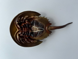 Horseshoe crab