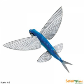 Flying Fish   Safari 263529