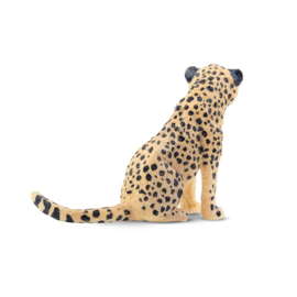 Cheetah welp  Toymany