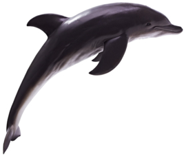 Dolphin Recur 16046S   large 42 cm