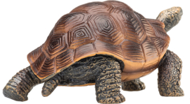 Giant tortoise  Mojo 387259