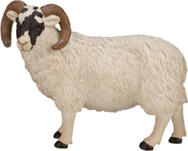 Blackface sheep  ram  Mojo 387081