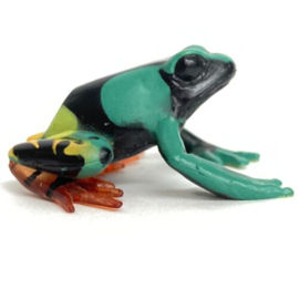 Painted mantella  Colorata