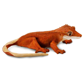 Crested Gecko  S100344