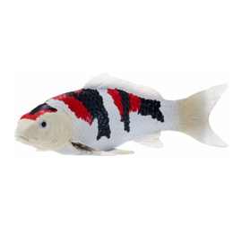Koi carpShowa Sanshoku Mojö 381103  june  2025