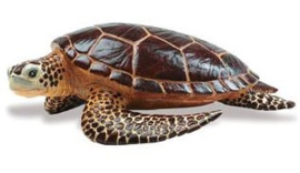 Zeeschildpad  S260429