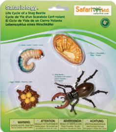 Stag beetle life cycle