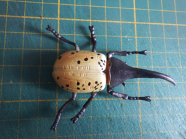 Hercules beetle