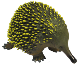 Mierenegel (Echidna) 75456  groot