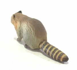 100 Wasbeer  Raccoon  Furuta