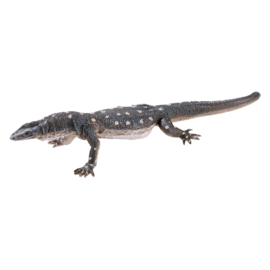 Perentie  Mojo 381061