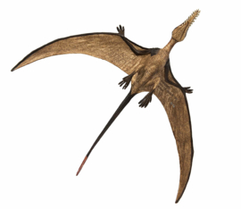 Rhamphorhynchus Safari 300329