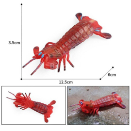 Red mantis shrimp