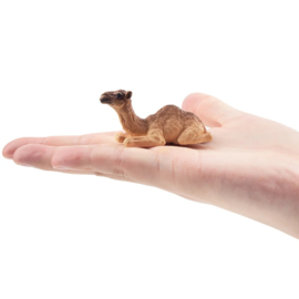 Dromedary  Camel Calf Toymany