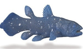 Coelacanth  S285729