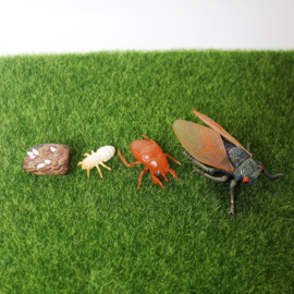 Cicade  levenscyclys