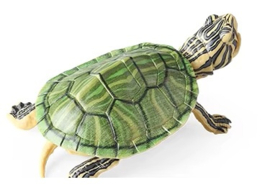 Moerasschildpad XL