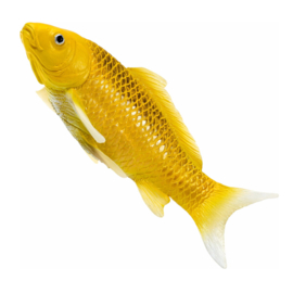 Koi carp Kin Mtsuba Mojö 381105  june  2025