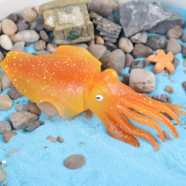 Cuttlefish orange