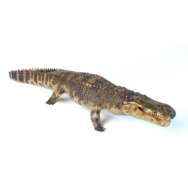 Purussaurus  LuMingXing  Haolonggood