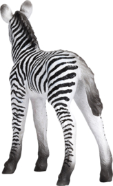 Zebra foal Mojo 387394
