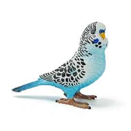 Blauwe grasparkiet