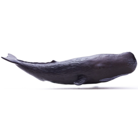 Sperm Whale Recur 16099