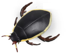 Waterbeetle